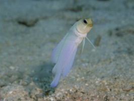 044 Yellowhead Jawfish IMG 5372